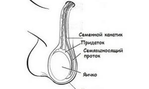 Анатомия и физиология женской репродуктивной системы